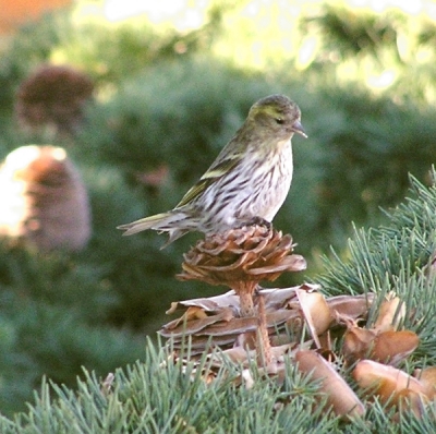 Lucherino -  Carduelis spinus